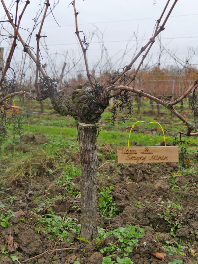 Виноградник на урожай